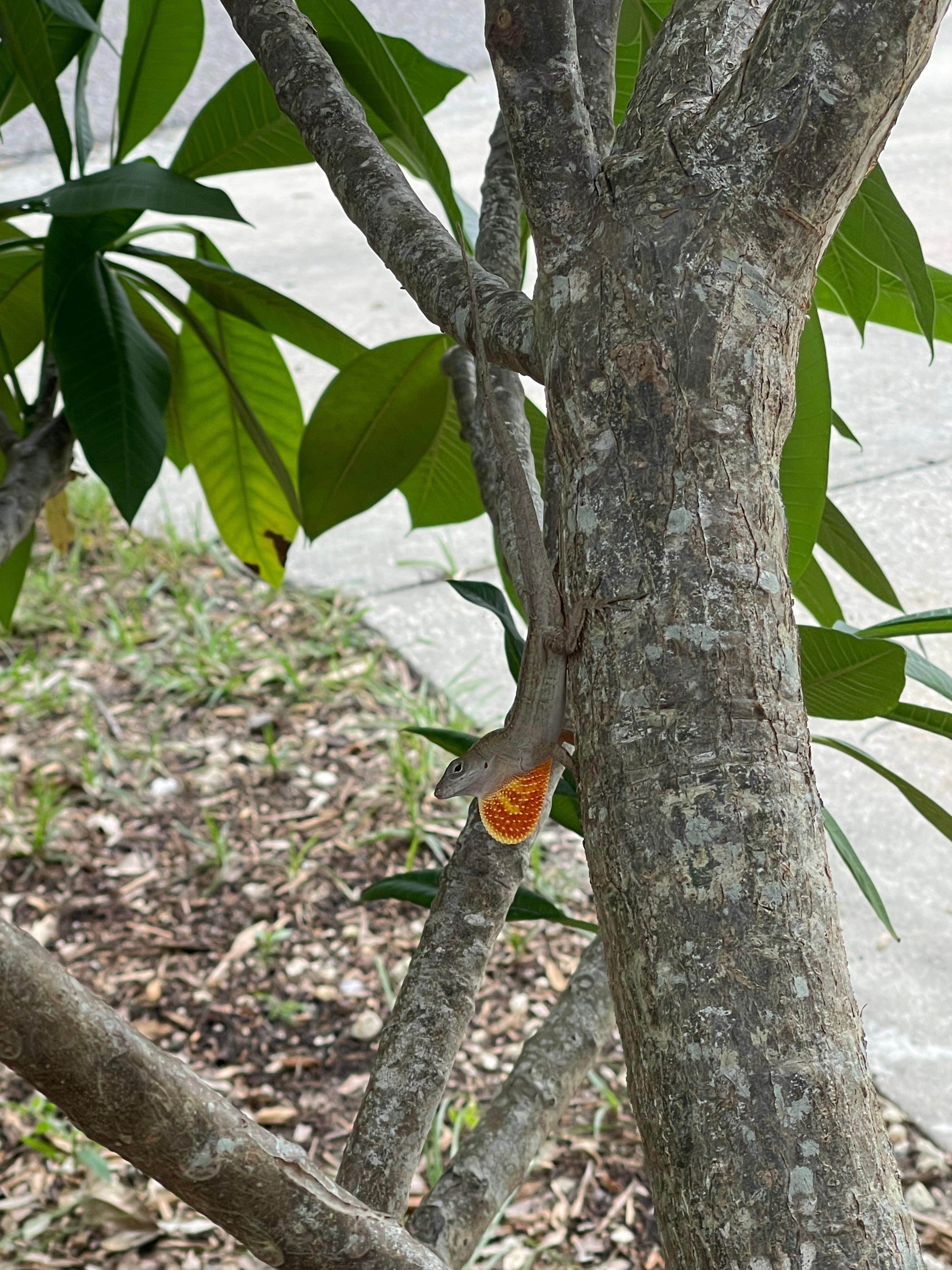 A new friend that greeted us.