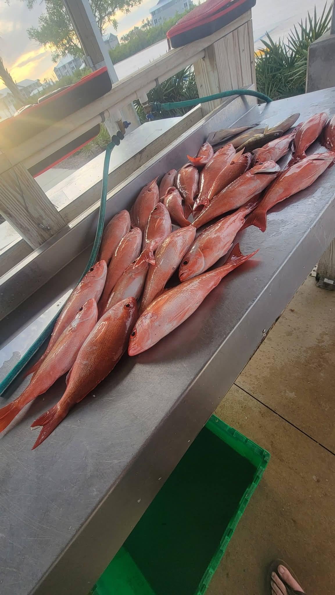 Caught Vermillion Snapper.