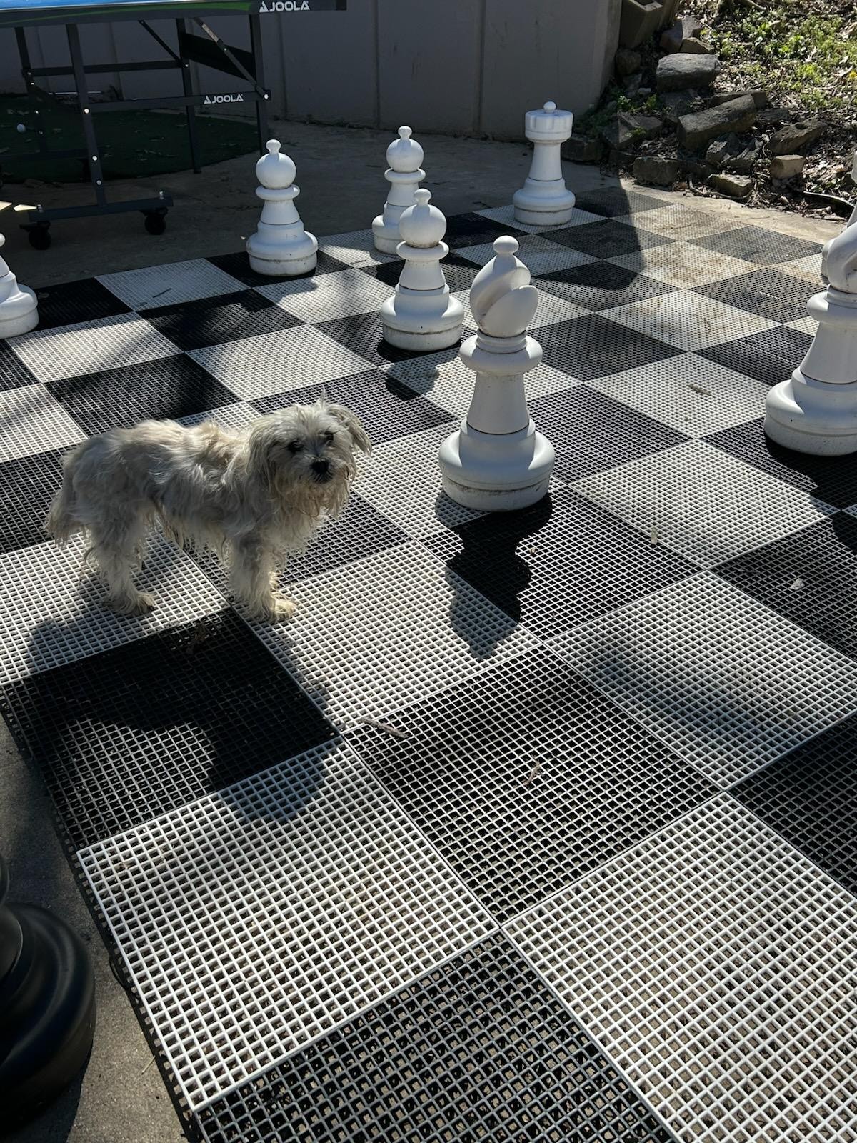 Our pup bear a couple people in chess :P 