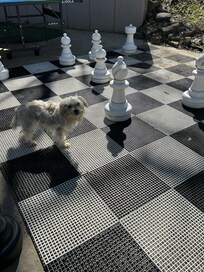 Our pup bear a couple people in chess :P
