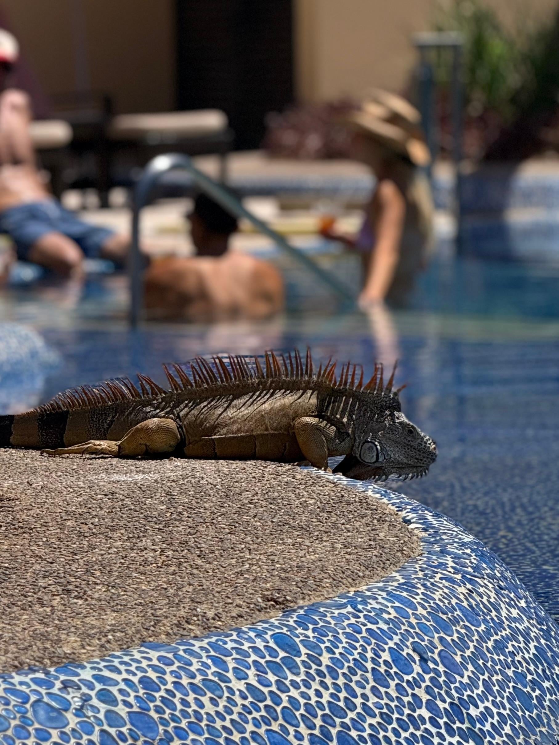 Friendly iguana at the pool. 