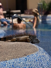 Friendly iguana at the pool.