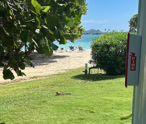 Freddy the Iguana basking in the sun 