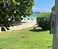 Freddy the Iguana basking in the sun