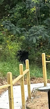 Our 2 bear visitors