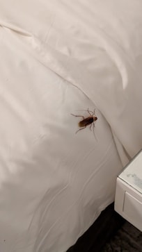 Huge Cockroach on Bed