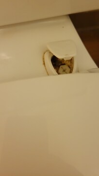 Urine crusted