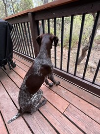 Birds entertaining the dogs
