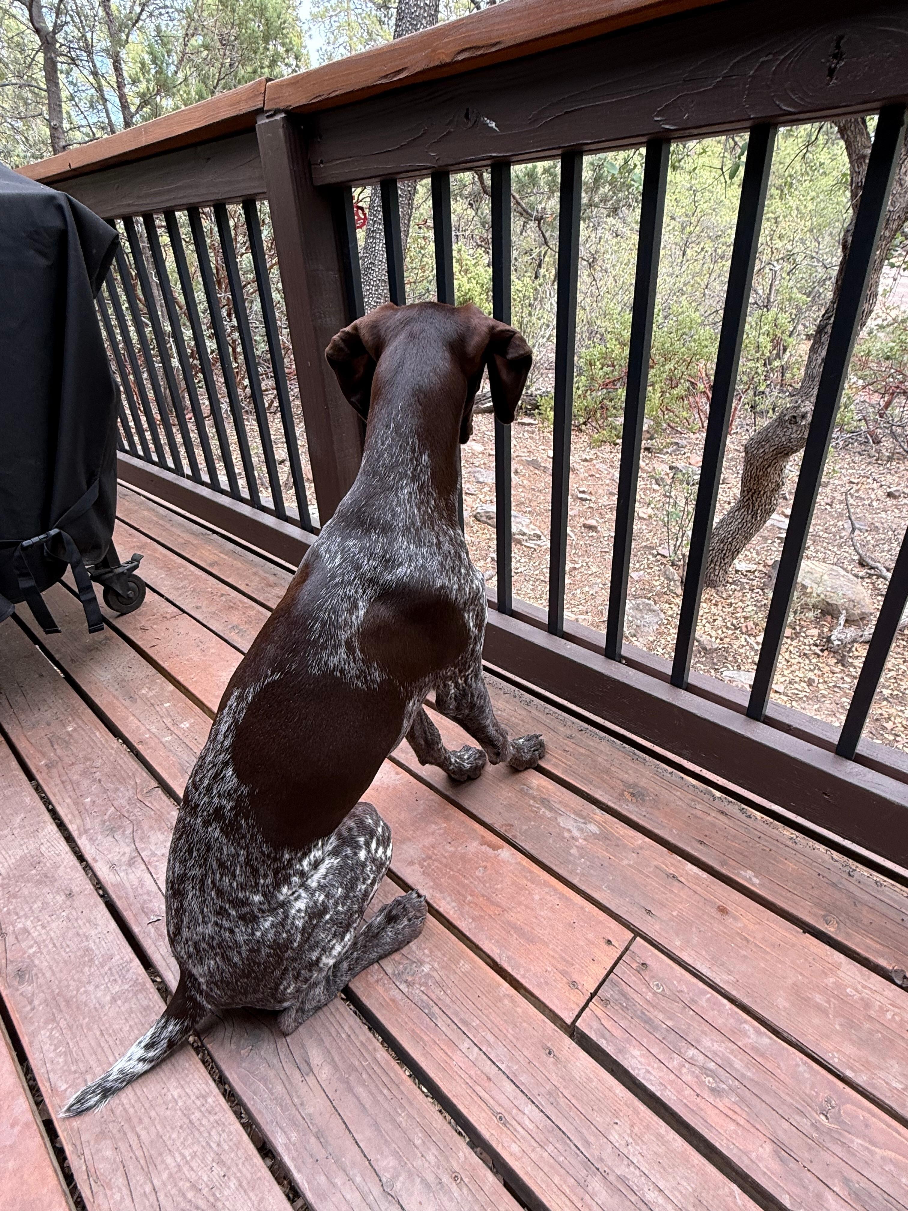 Birds entertaining the dogs 