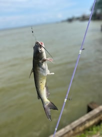One of many catches from our stay.