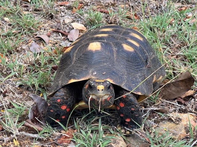 Red-footed tortoise