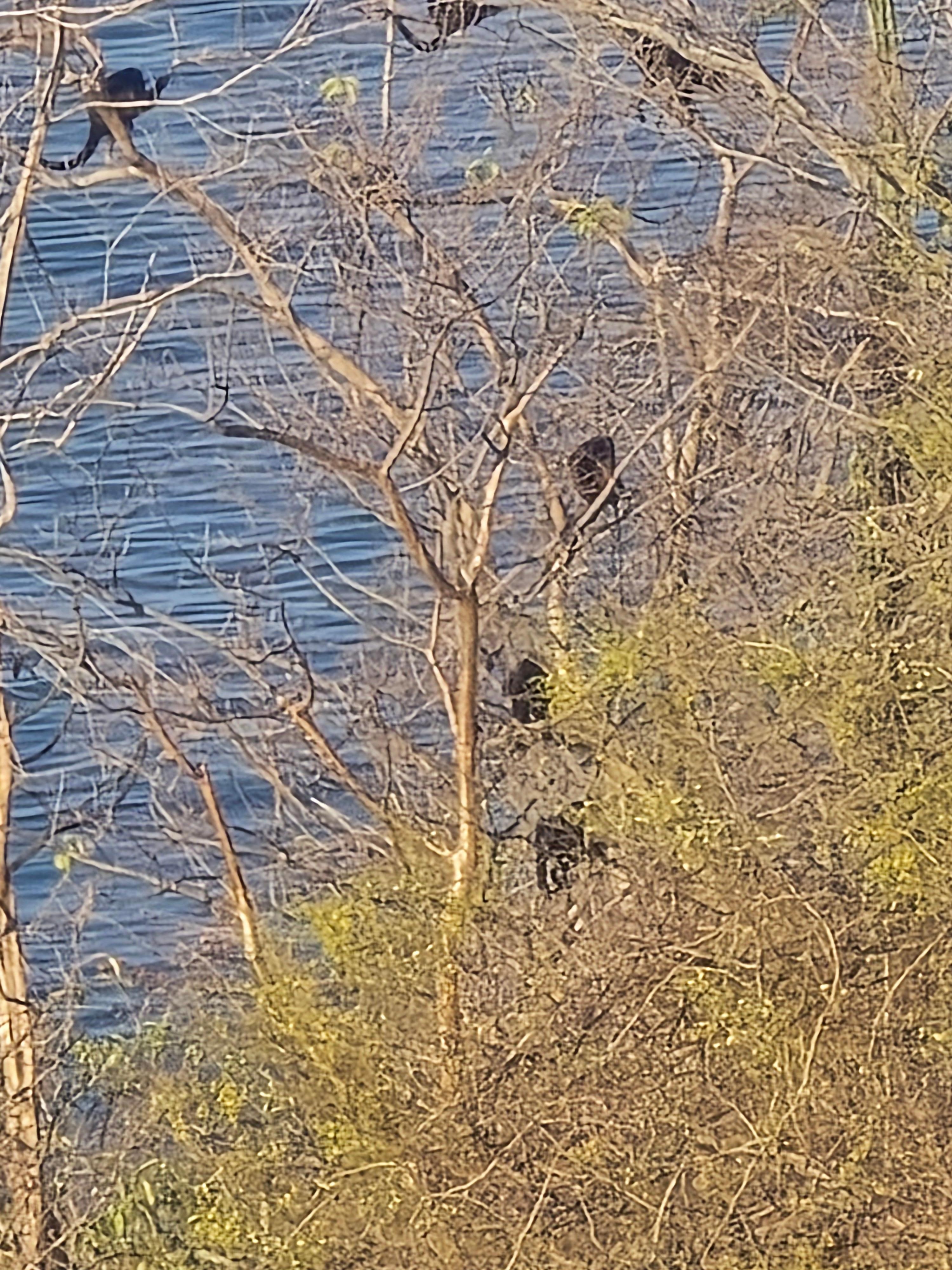 Monkey's in the trees