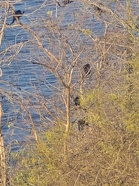 Monkey's in the trees