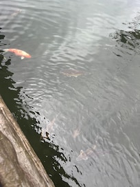 Koi Pond