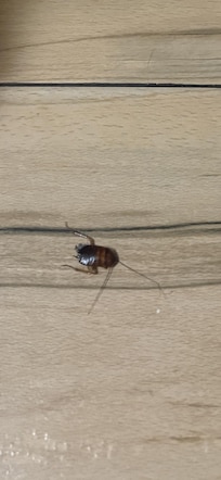 Cockroach