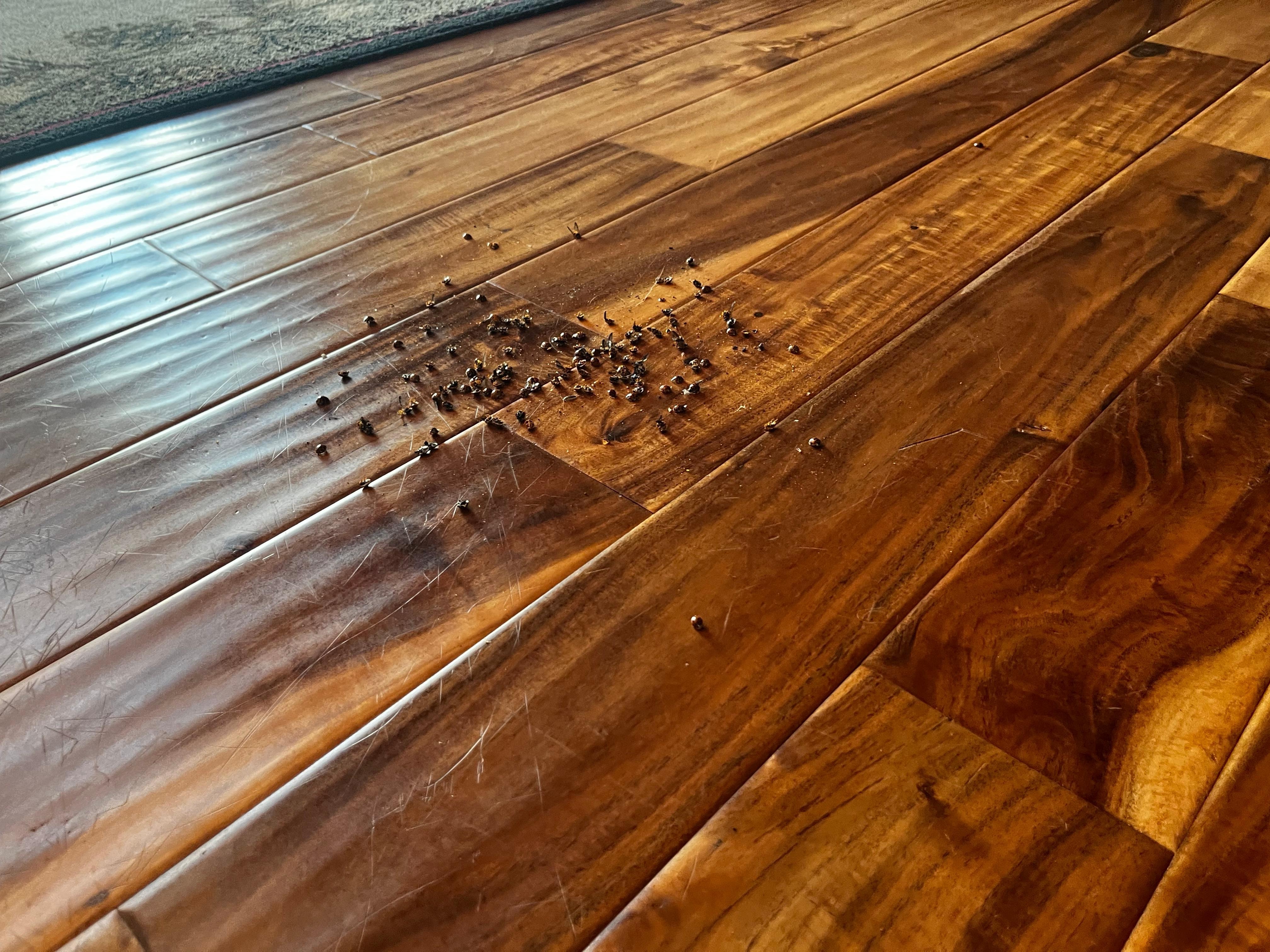 Dead bugs all over the place , this is just an area 