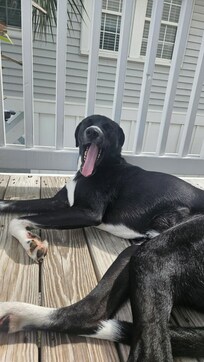 Willow enjoying the balcony.