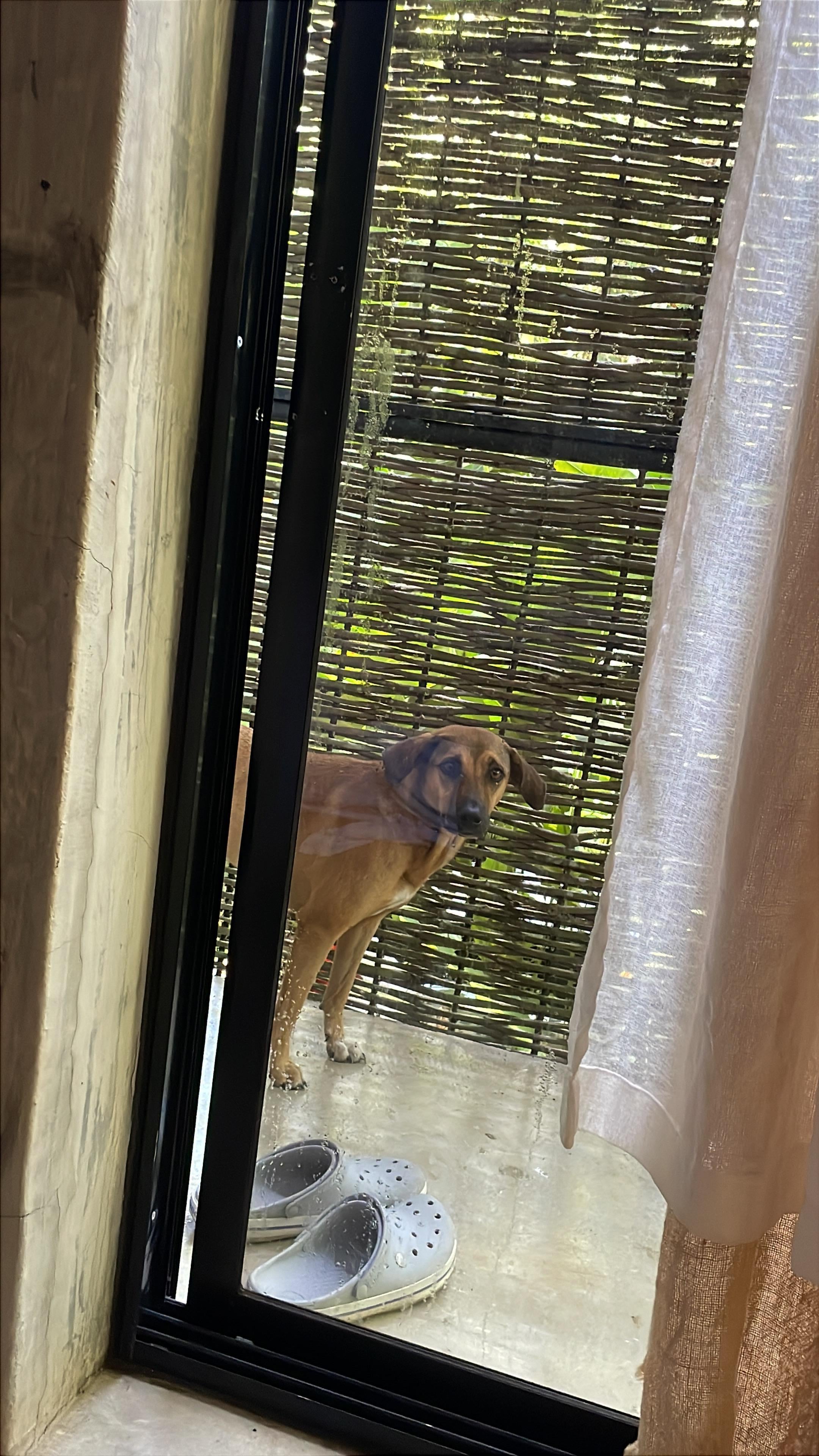 Rosie lo mas dulce del mundo no nos dejo solos ni una noche es una perrita local super tierna