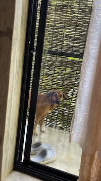 Rosie lo mas dulce del mundo no nos dejo solos ni una noche es una perrita local super tierna