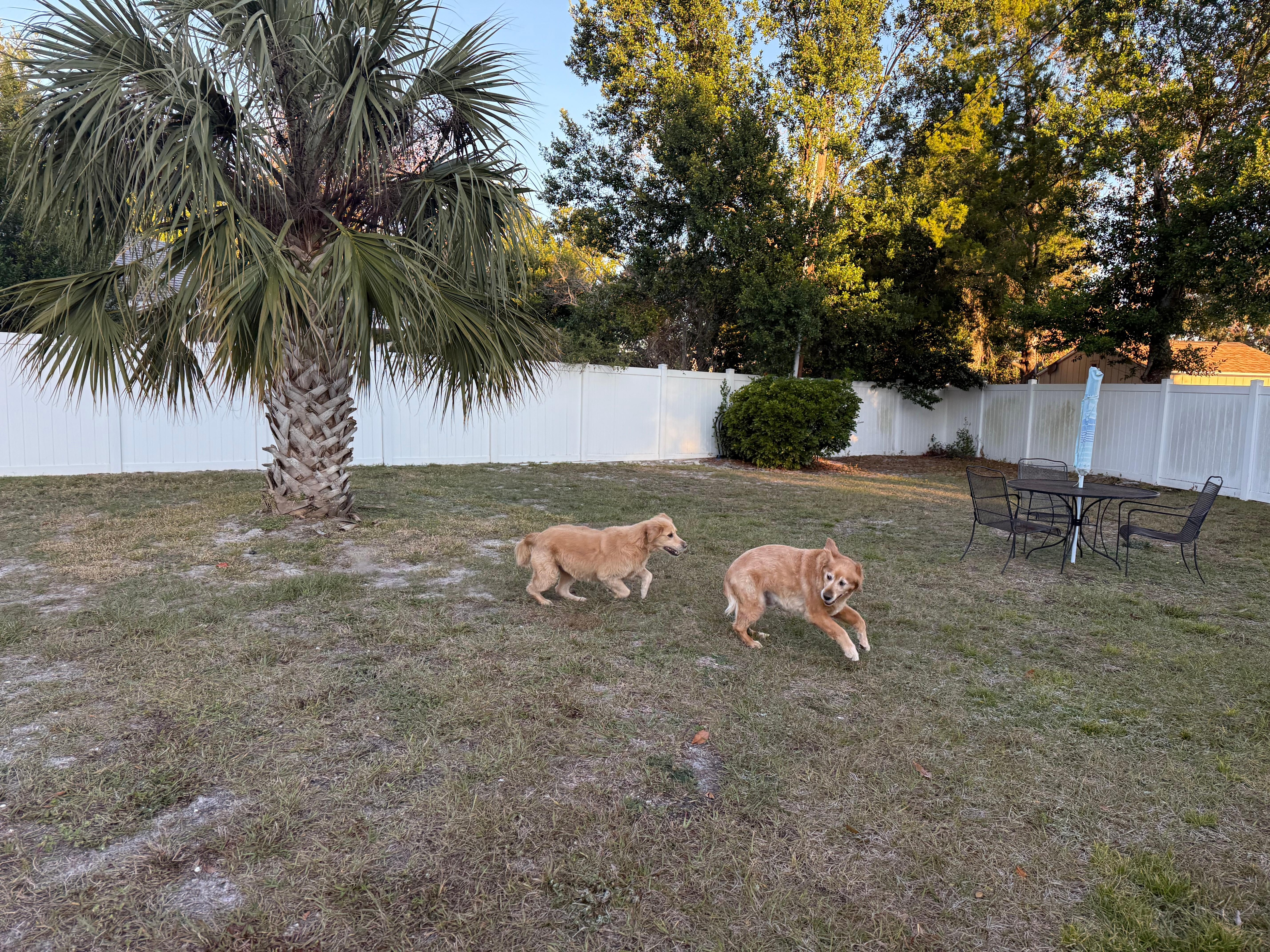 Fenced yard for the dogs to run around! 