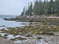 Rugged Maine coast, low tide
