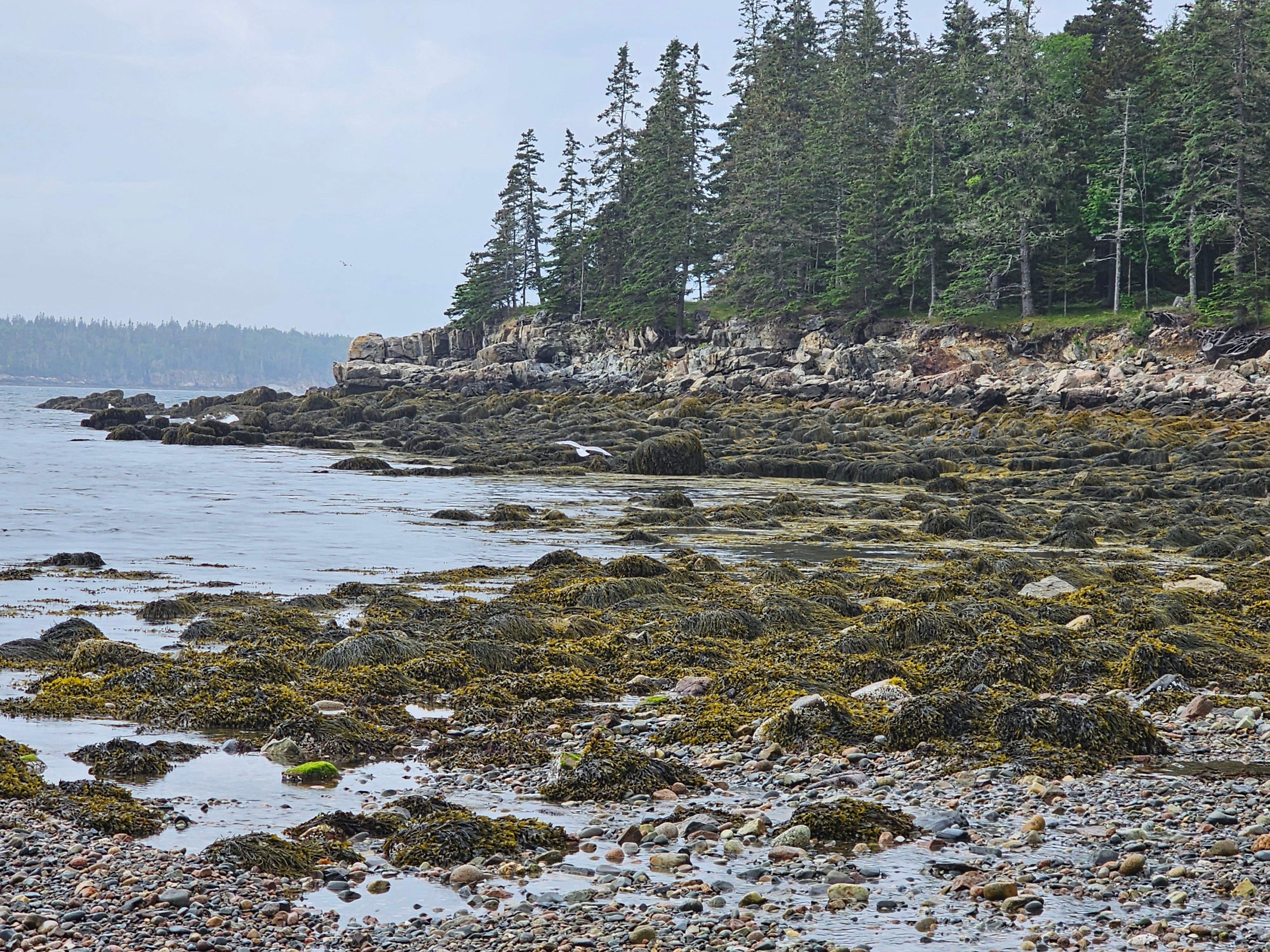 Rugged Maine coast, low tide