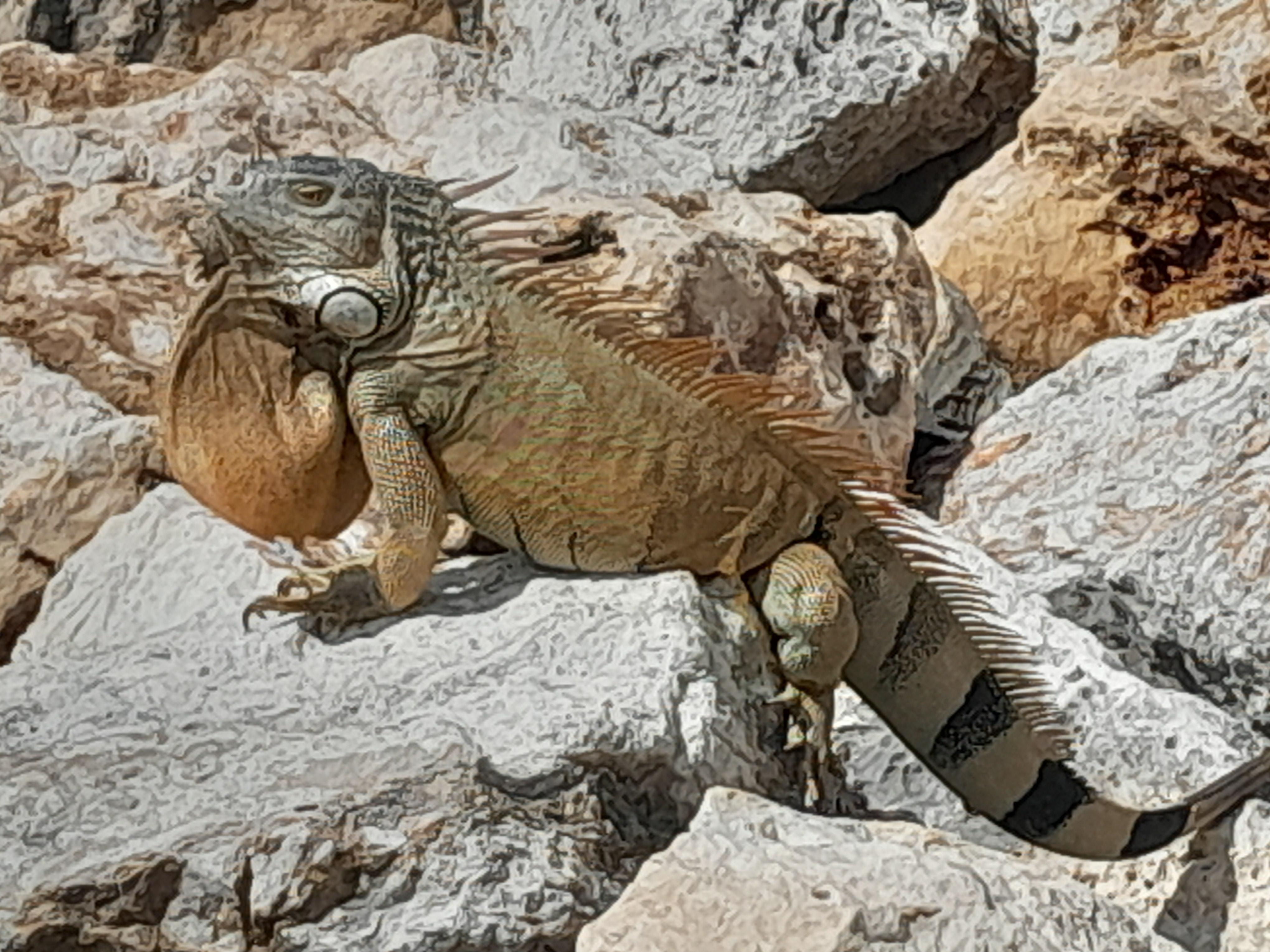 Local wildlife.