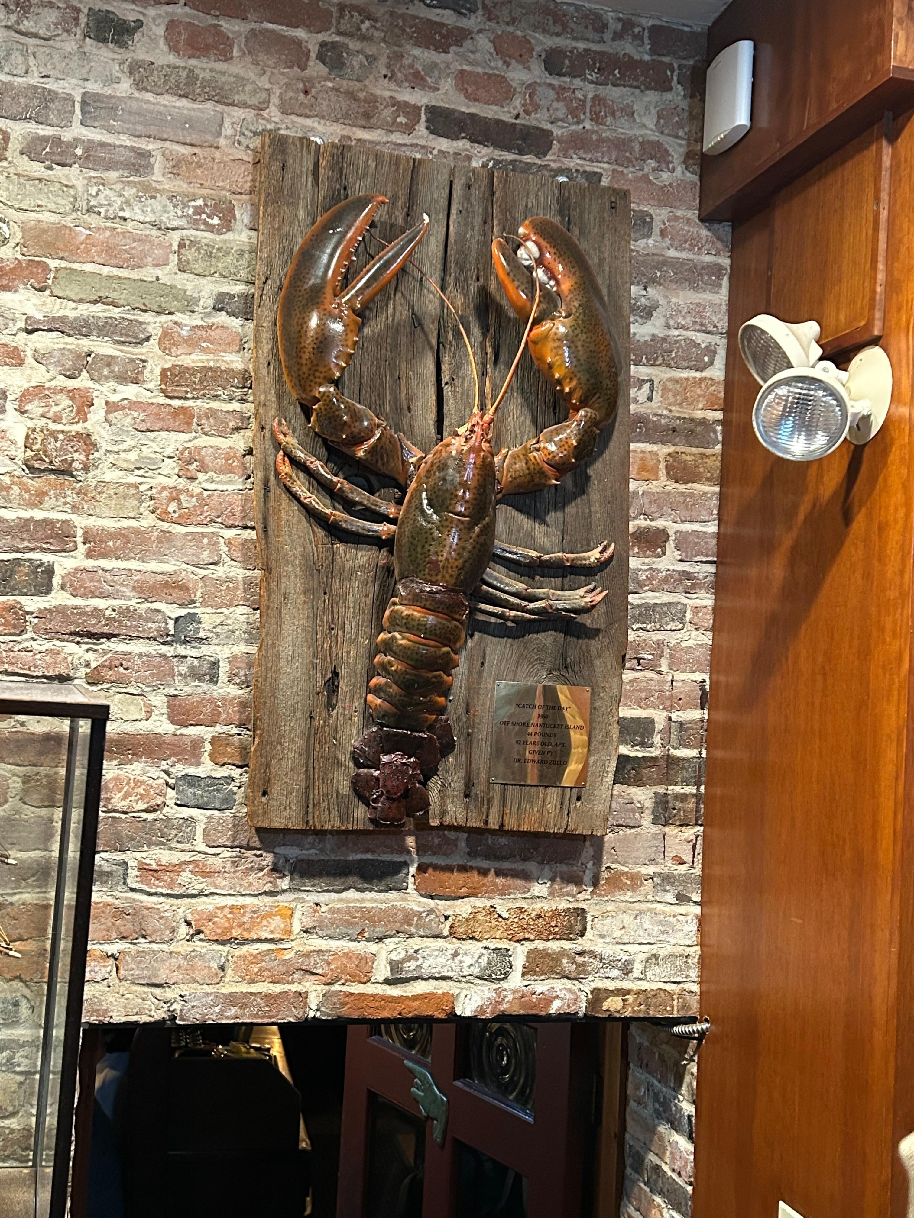 大きなロブスターの剥製が展示されています。
