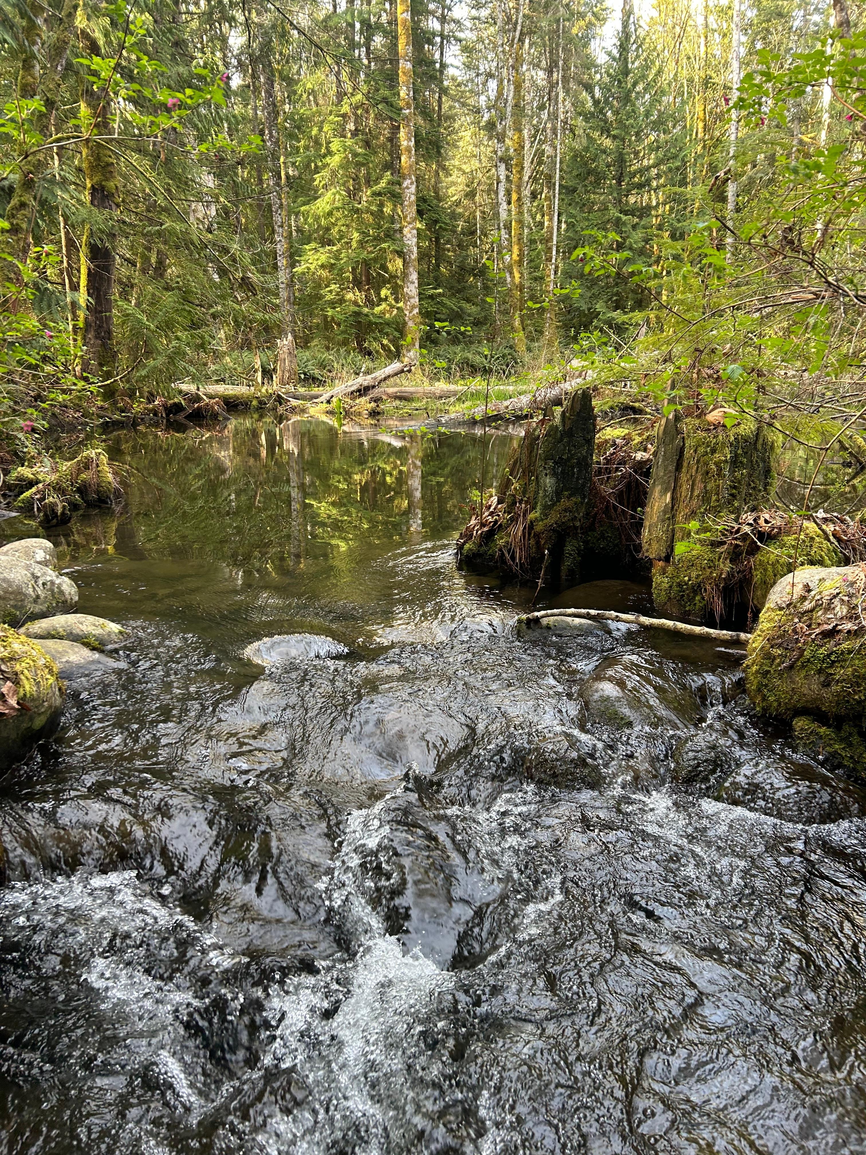 Top bridge trail  
