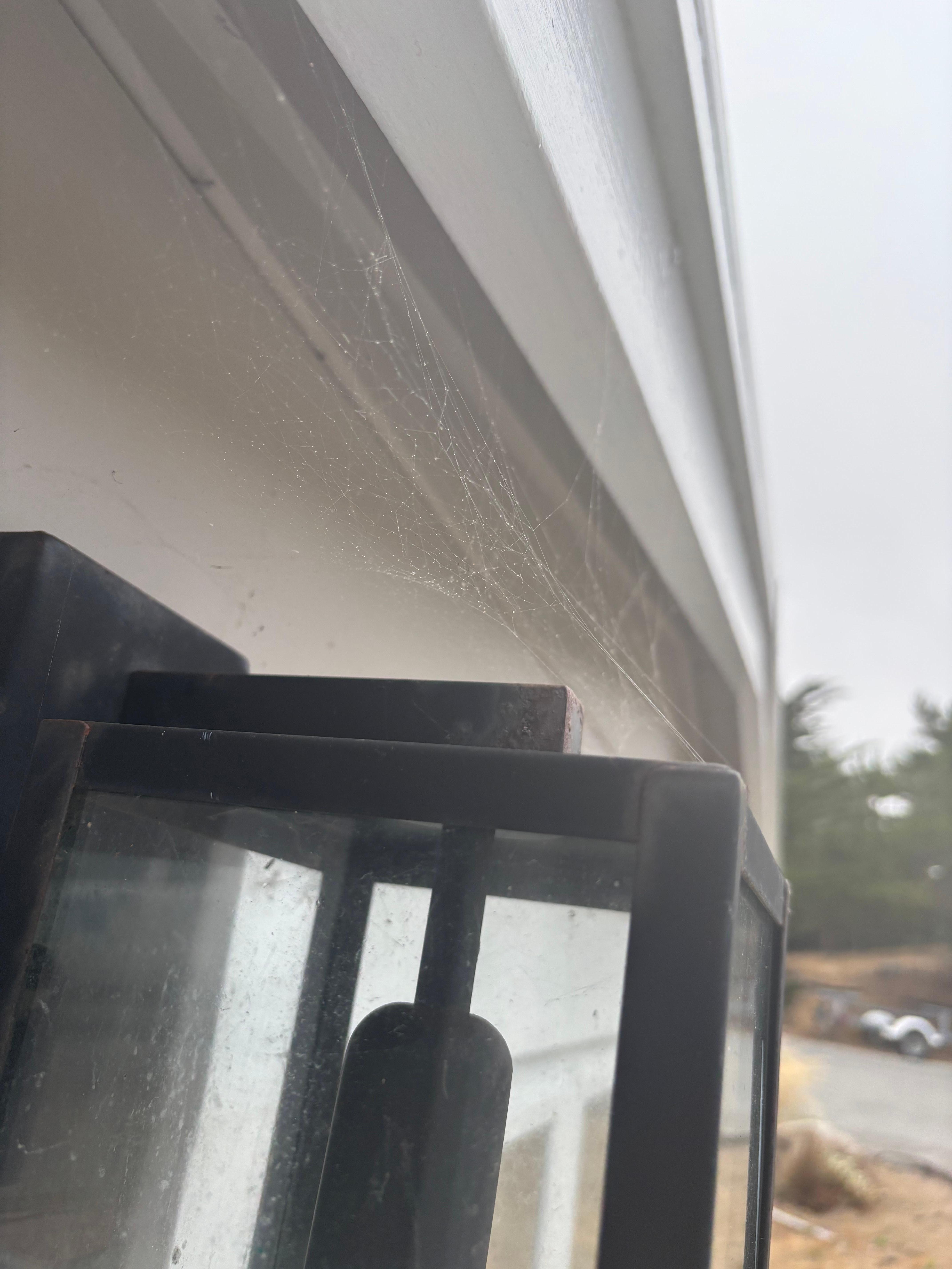 Spiderwebs were all over the house.