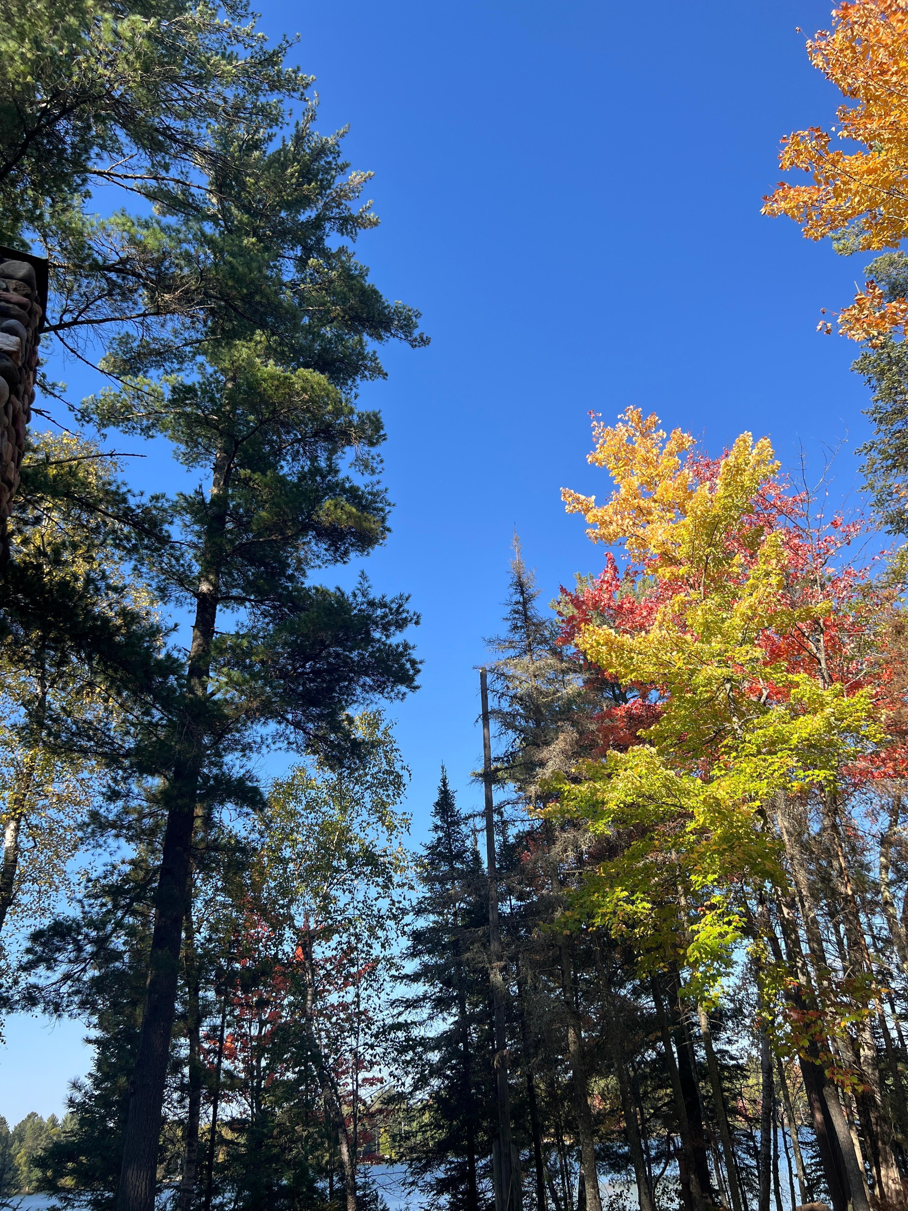Trees right on the property 
