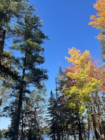 Trees right on the property