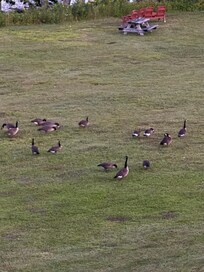 Geese playing on the grounds