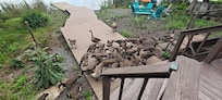 Large family of geese