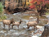 Family of elk crossing the creek in front of the cabin.