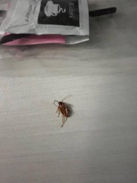 I got him with the sugar packet!