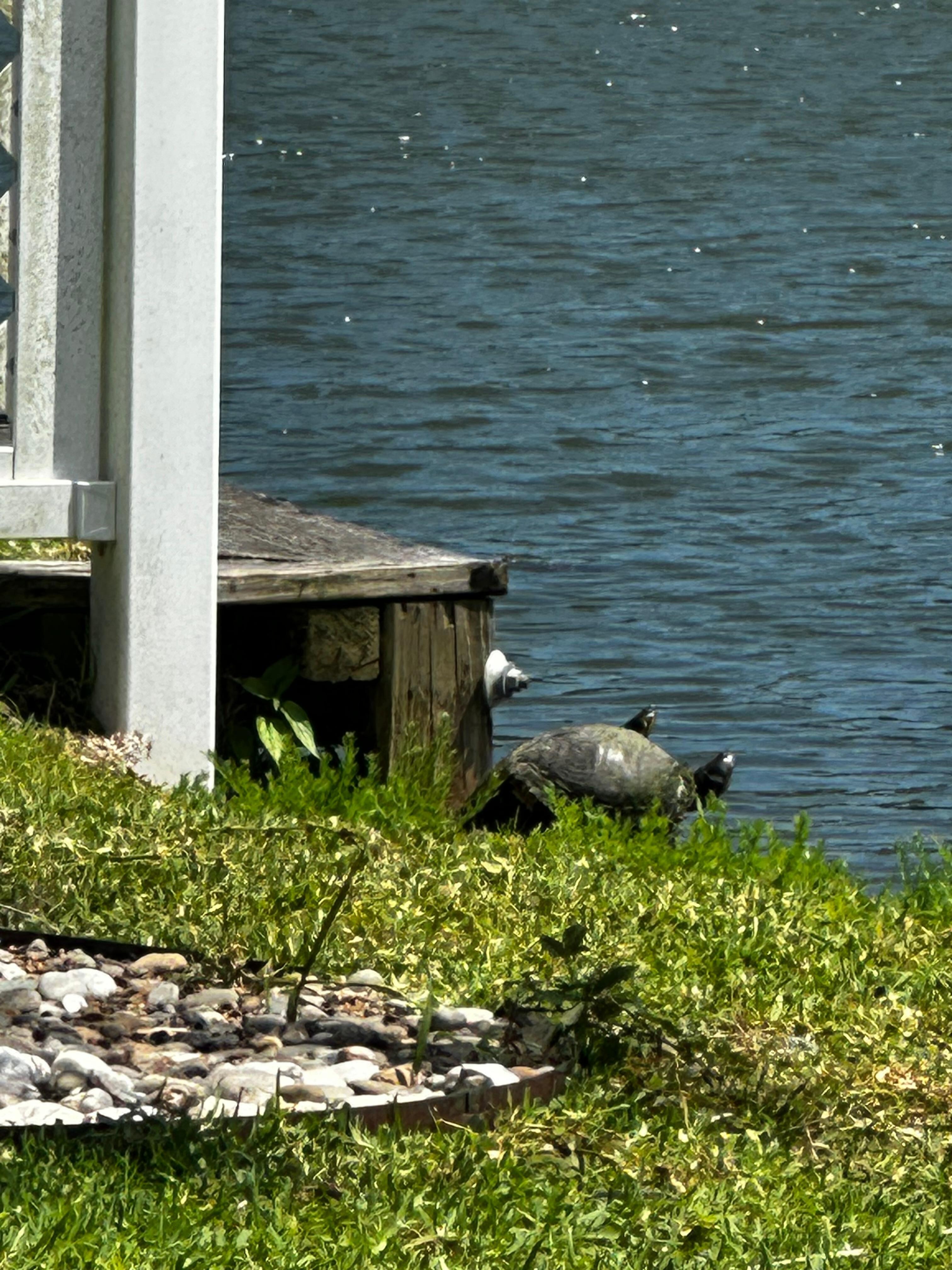 A local turtle