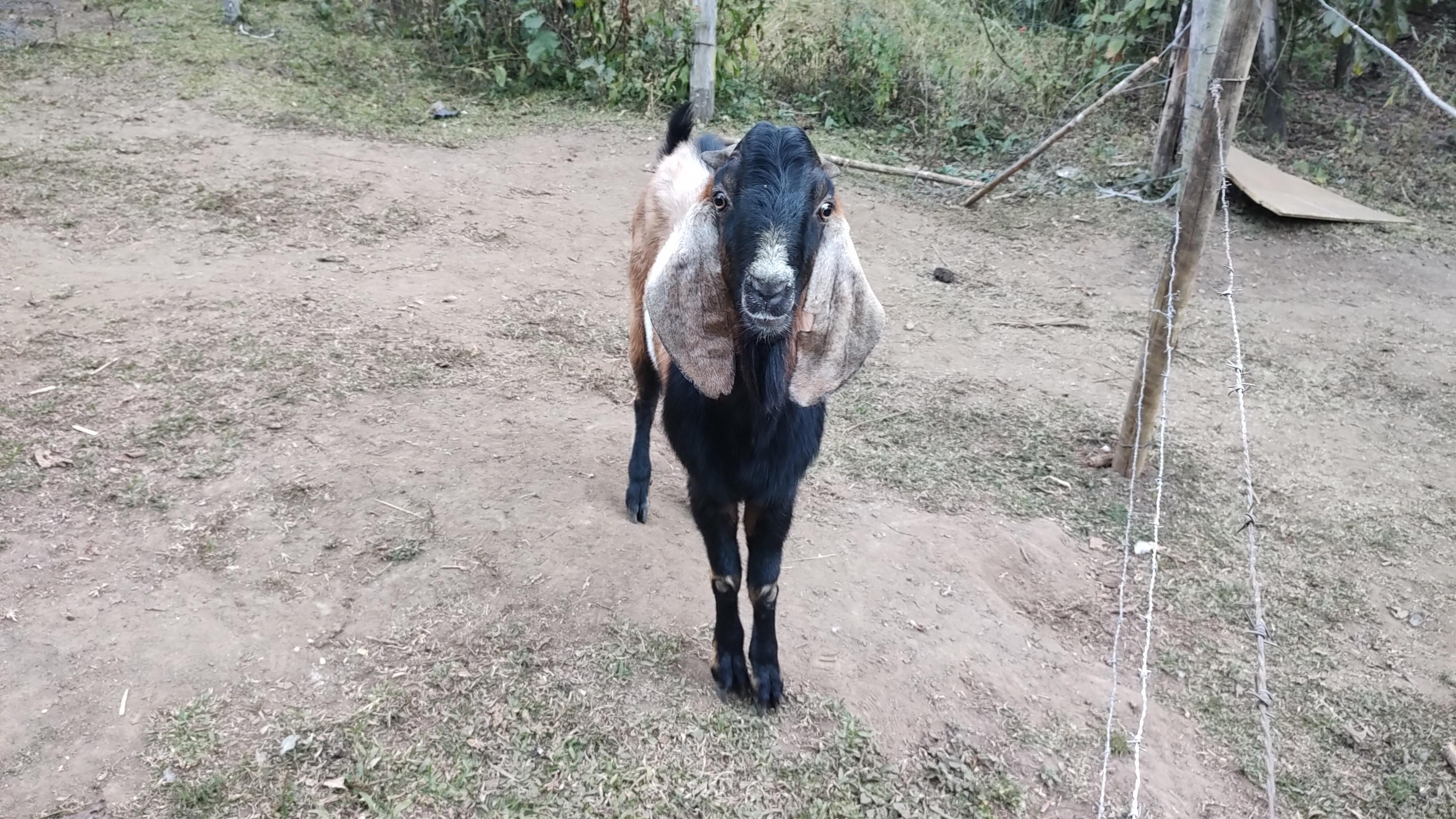 Animais dóceis e bem cuidados. 