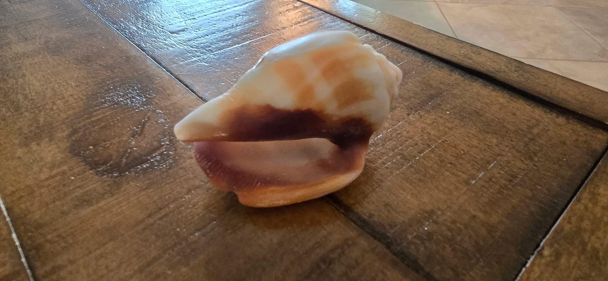 Shell found on our first beach walk