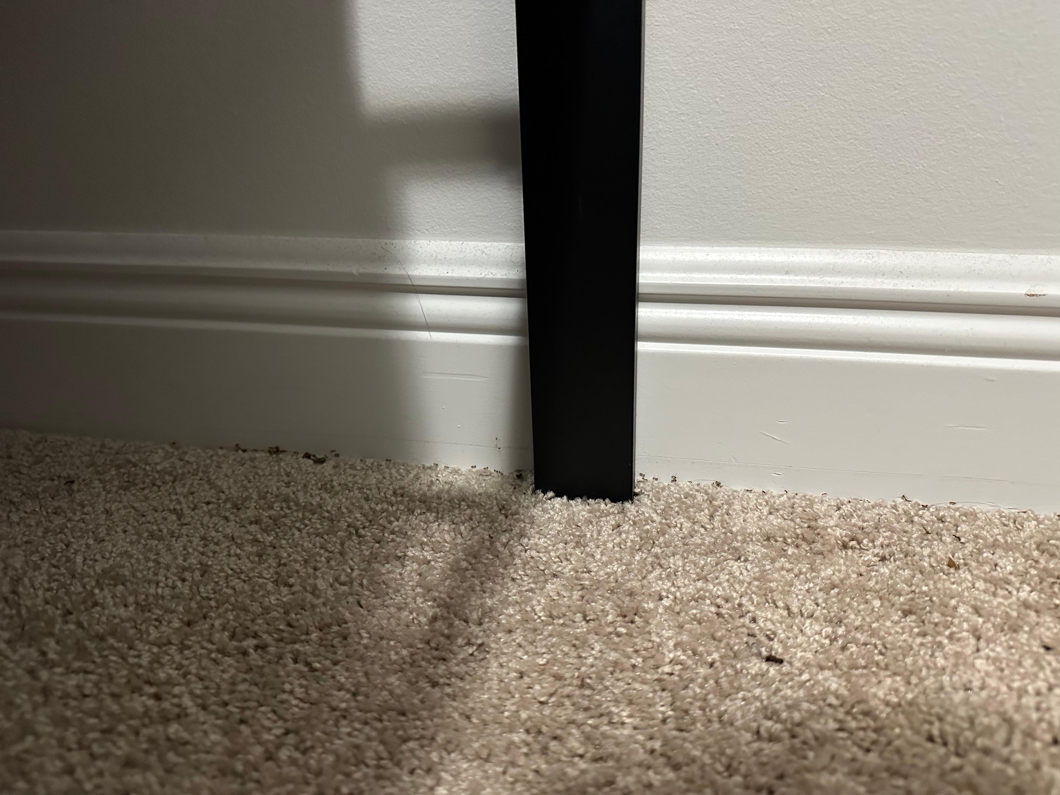 Ants in upstairs bedroom. 