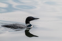 Common Loon swimming right off the pier in the morning.