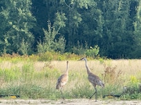 Wildlife