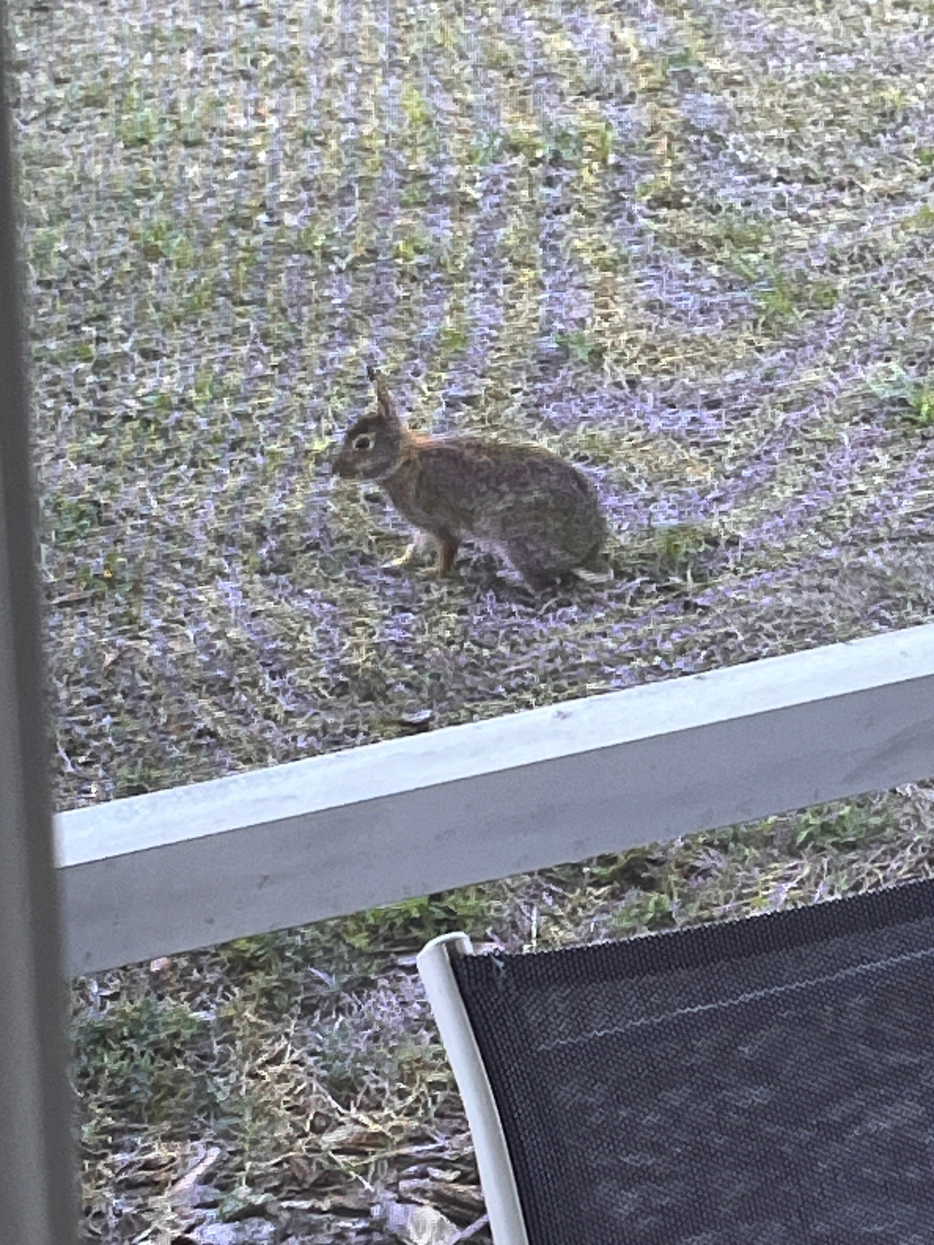 Bunny visitor.