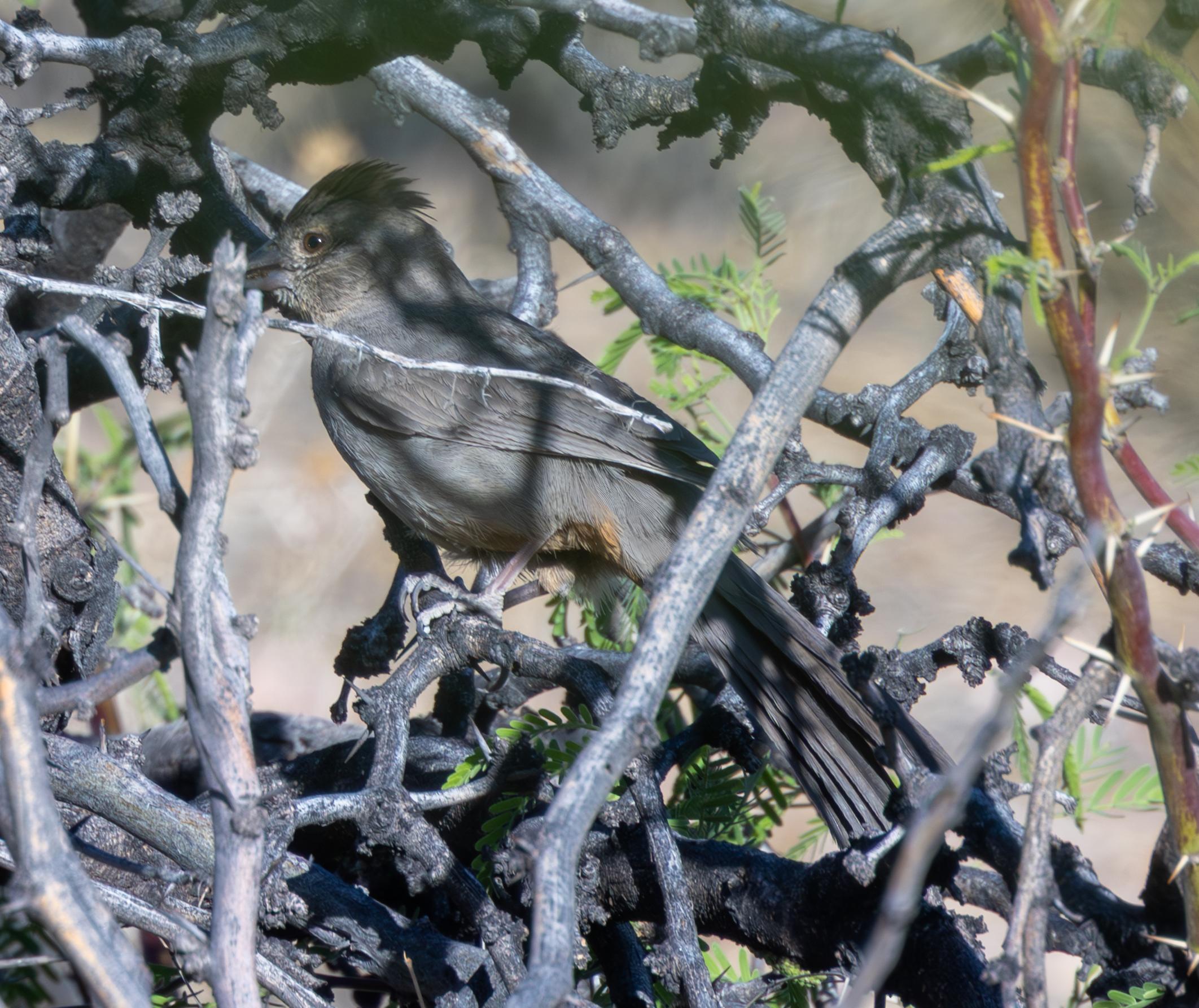 Canyon Towhee