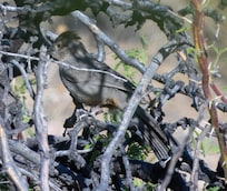 Canyon Towhee