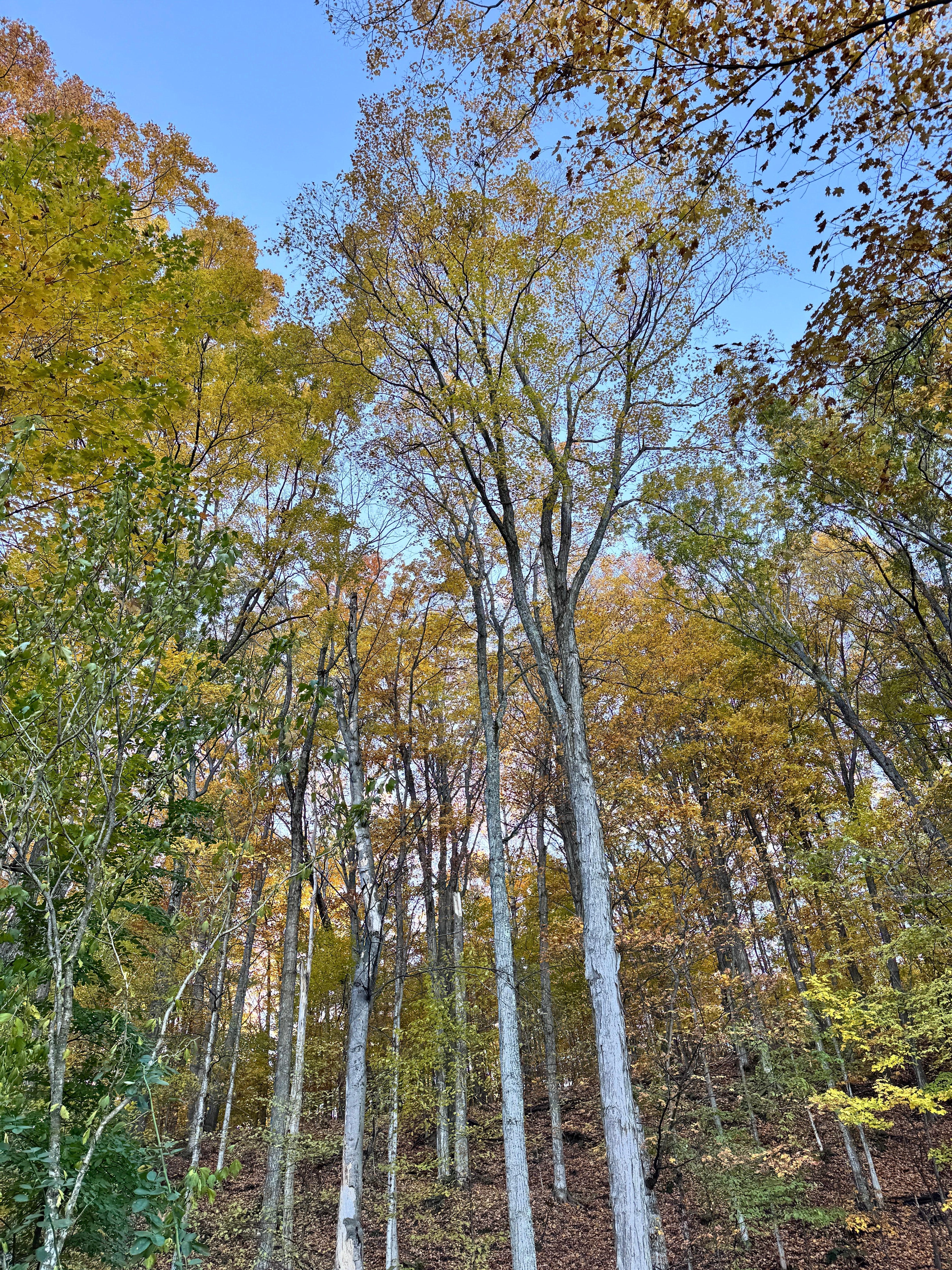 some of the gorgeous trees in the backyard