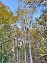 some of the gorgeous trees in the backyard
