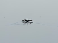 Loon picture taken from the loft.