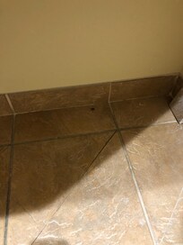 roach