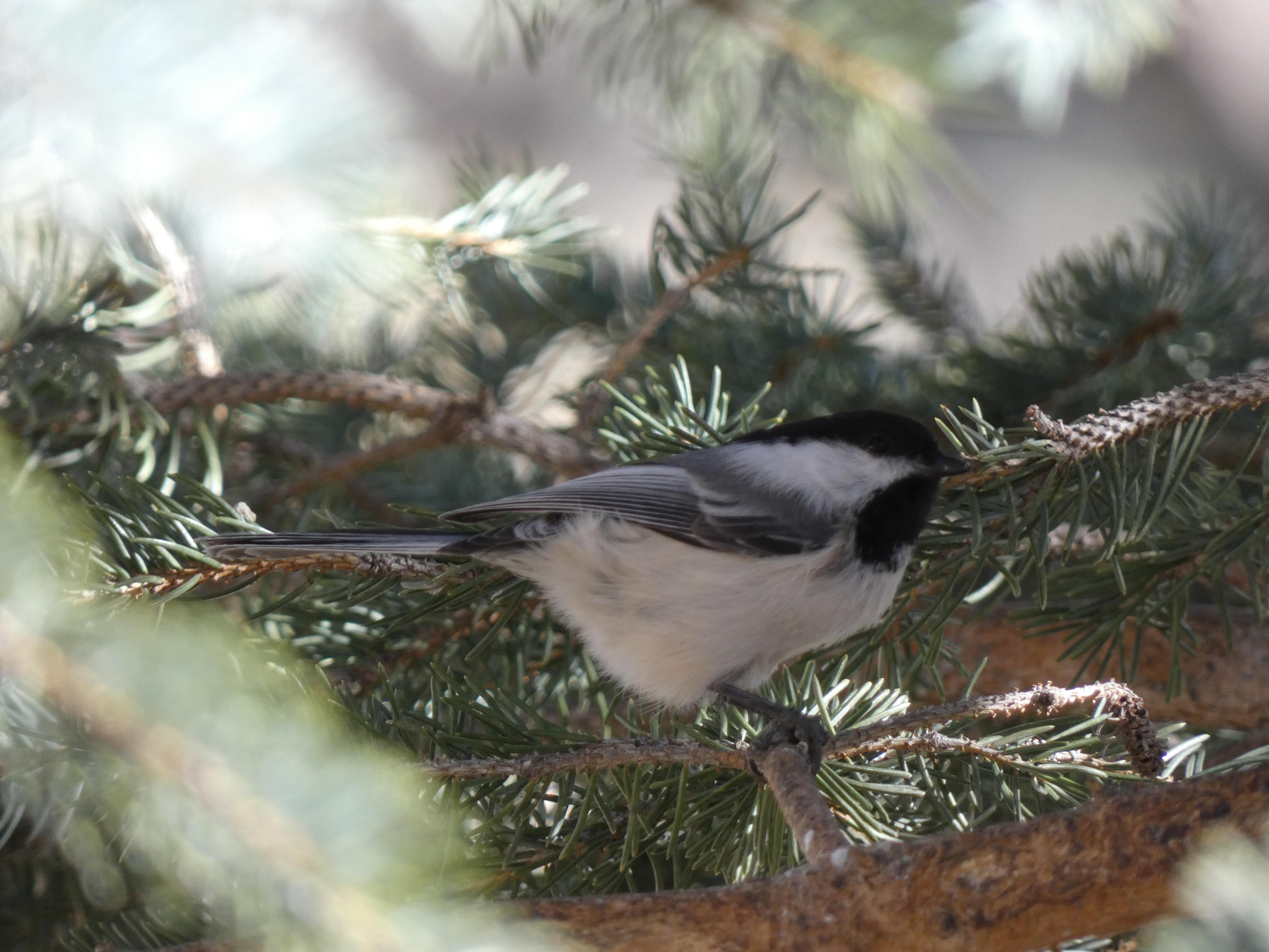 Kim’s feeders bring all sorts of feathered friends in close!